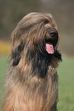 BRIARD 245